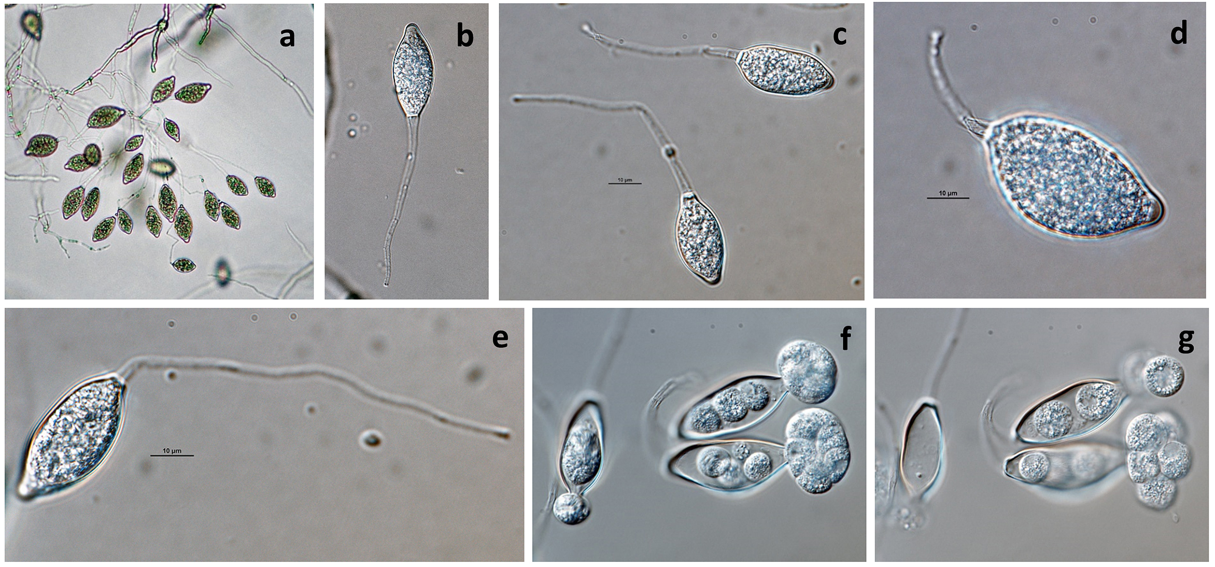   Phytophthora tropicalisnbsp; asexual phase of ex-type CPHST BL 58 formed on V8 agar flooded with soil extract (andash;g): (a) sporangia originated in umbrella-shaped sporangiophores, (bndash;e) sporangia papillate, caducous with long pedicels, (f, g) sporangia releasing zoospores; photos by Gloria Abad, USDA-APHIS-PPQ. 
